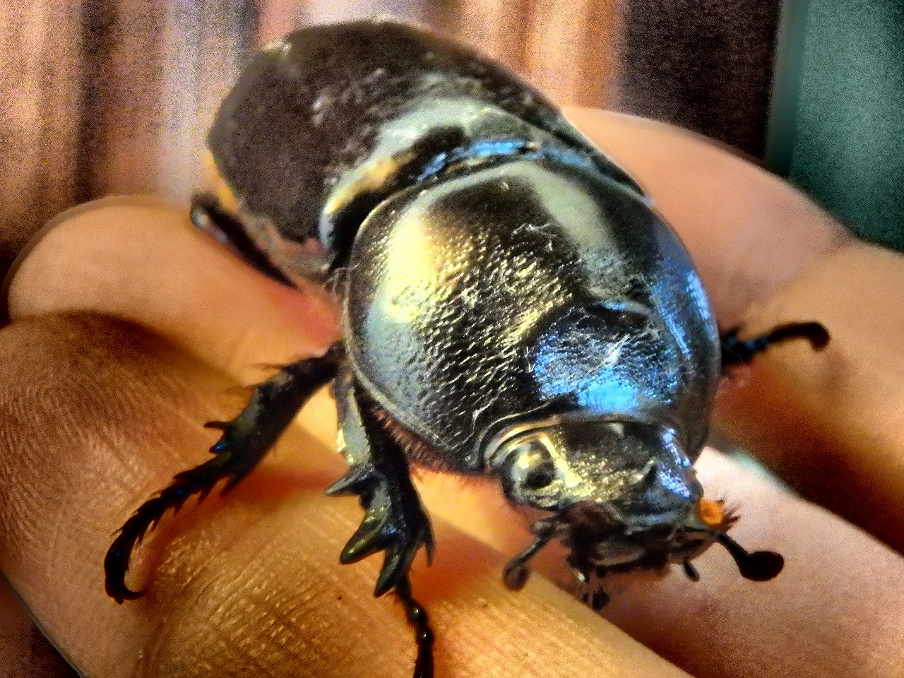 カメルーンの珍カブト イネルミコリスサスマタカブト カブトムシ 標本